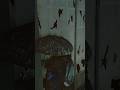 Ghost Tsushima Agressive Stealth And Comnbat  #gaming #ghostoftsushima #rdr2#shorts