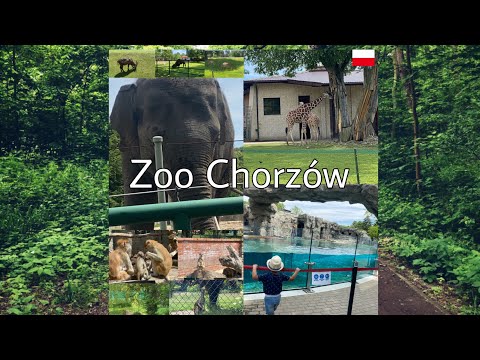 Wideo: Zoo Nowej Generacji