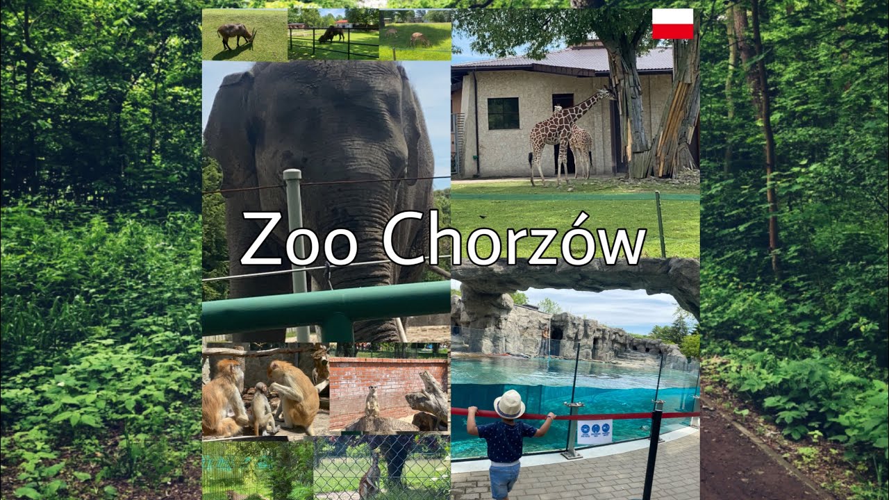 Zoo Chorzów Zoo in Poland Silesian Zoological Garden 2400 animals