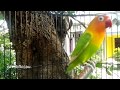 5 MENIT Lovebird ini HANYA NGETIK, Tapi ANEH LOVEBIRD lain NYAUT NGEKEK, Coba pada LOVEBIRD anda