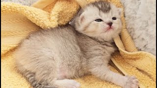 Cutest Scottish Fold kitten is growing up, learning to walk and meowing so cutely