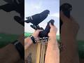 طائر حمام بولندي اسود اورفلي اسود 