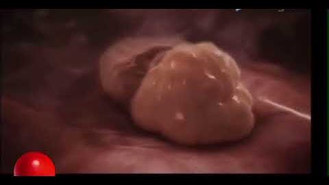 مراحل نمو الجنين على تلاوة ياسر الدوسري