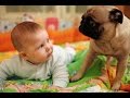 Funny Babies and dogs talking -  Cute dogs babies compilation 2016