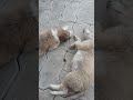 Best View❤️#dog #dogvideos #dogshorts #doglife #shorts #viral #trending #petvideos #funny
