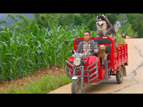 大王陪爸爸出门看望病人，带上初次出门兜风的来福 Dawang followed dad to visit patients and brings Laifu with him for a drive