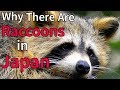 Why There Are Raccoons in Japan