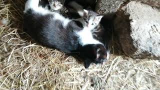 Mother Cat's sister looking after her six Kittens while she is out shopping by Cats on the Farm 216 views 1 year ago 49 seconds