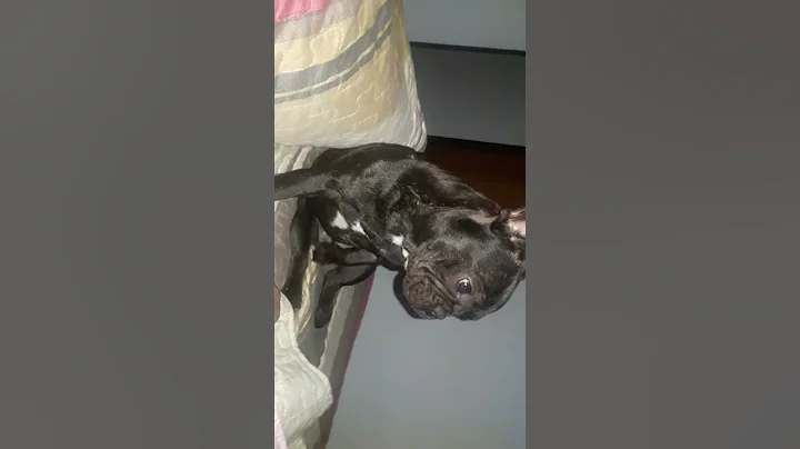 Bulldog francs (luster)
