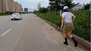 Stray puppy crossing dangerous street with stray dog