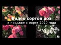 Сорта роз 2020 в продаже с марта.