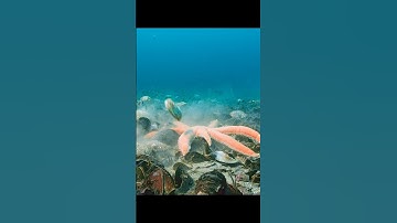 It turns out that scallops really do escape in the same way as they do in cartoons #wildlife