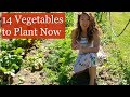 14 Vegetables to Plant NOW for Fall Harvest [Fall Gardening]