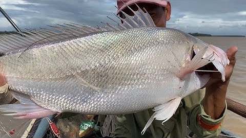 Lênh Đênh Sông Nước Miền Tây Thả Lưới Cá Sủ Về Nướng Sa Tế | Cù Lao Dung Vlogs #262