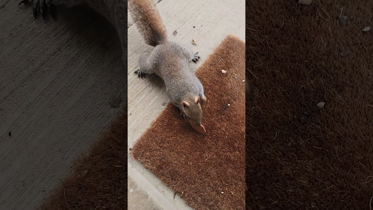 Sunday Sunday Sunday Squirrels 