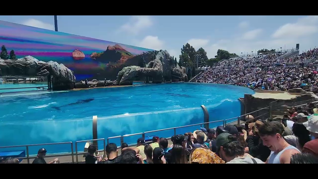 🇺🇸 ORCA SHOW - Xem Biểu Diễn Cá Voi Sát Thủ. Hồi Hộp Và Kinh Ngạc. Độc Nhất Vô Nhị Trên Thế Giới.