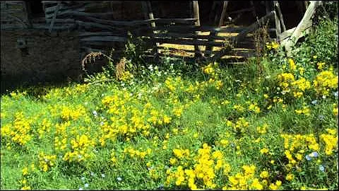 Yugoslavia Folk Music