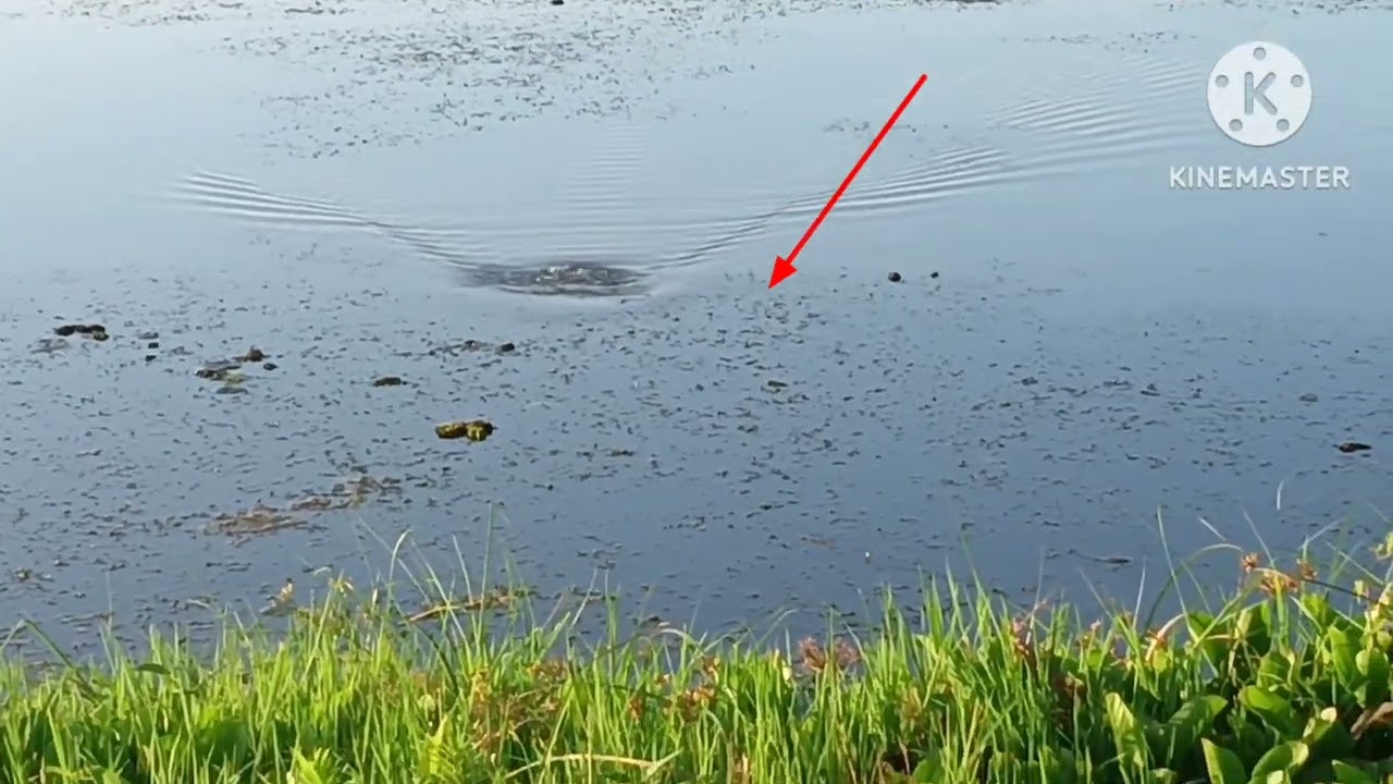 do do bar snake head attack