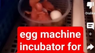 Incubator For Egg Heaching