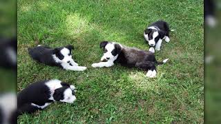 Border Collie puppies