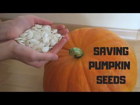 The Best Way how to Preserve Pumpkin Seeds for Planting hqdefault