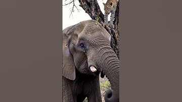 "Big Elephant Attacks Cheetah on Tree – Real Unseen Jungle Video