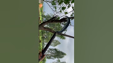 Tôi làm con dao quắm phát rẫy bằng thép trục xe tăng pháp chặt cây như chặt chuối vậy thật hiếm có