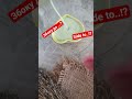 Чи так себе бавити? #actions #nature #сир#петпушка