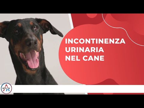 Video: Cause di incontinenza urinaria nei cani