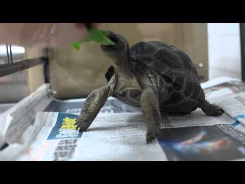 北極熊 兩棲爬蟲 1號亞達伯拉象龜 餵食 Part 2