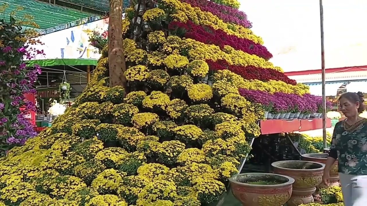 Tập 13: Chuối chín cây ( Chùa Vạn Phước 26/12/25)