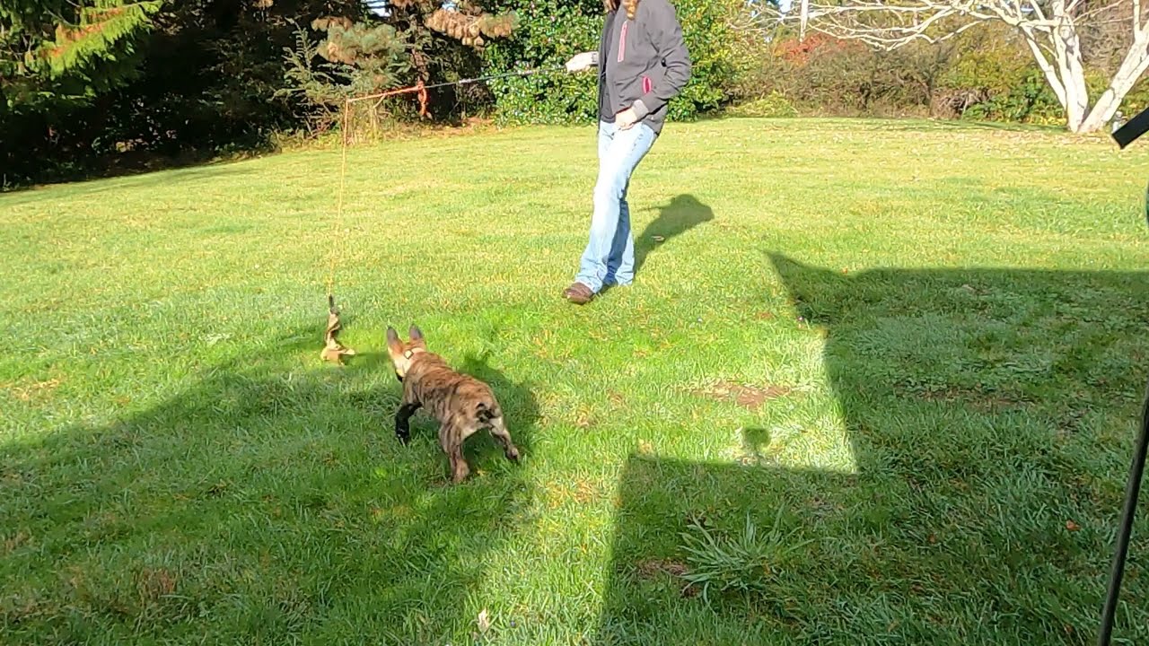 Malinois puppy second flirt pole session