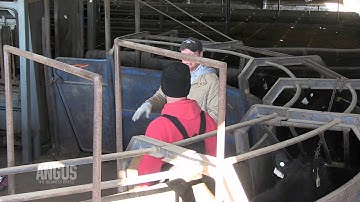 The Angus Report, Feb. 6, 2012: Top Industry News