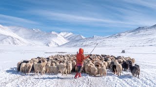 Migration of the Changthang Nomads | Living with the Changpas of Ladakh - 5/6