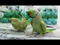 Ringneck Parrot Talking Mithu Mithu | Parrot Talking