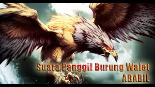 SUARA PANGGIL BURUNG WALET - SP ABABIL