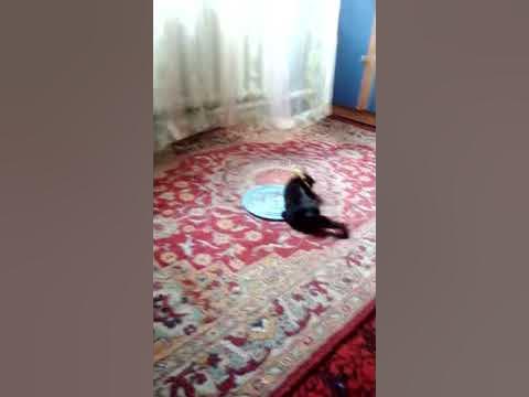 Смишни коти - YouTube