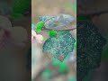 Harvest cassava to sell at the market!! #harvest #harvesting #Shorts #raw_bodycam