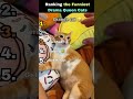 Ranking the Funniest Drama Queen Cats 😂🐱 #shorts #cats #funny #ranking #funnycats