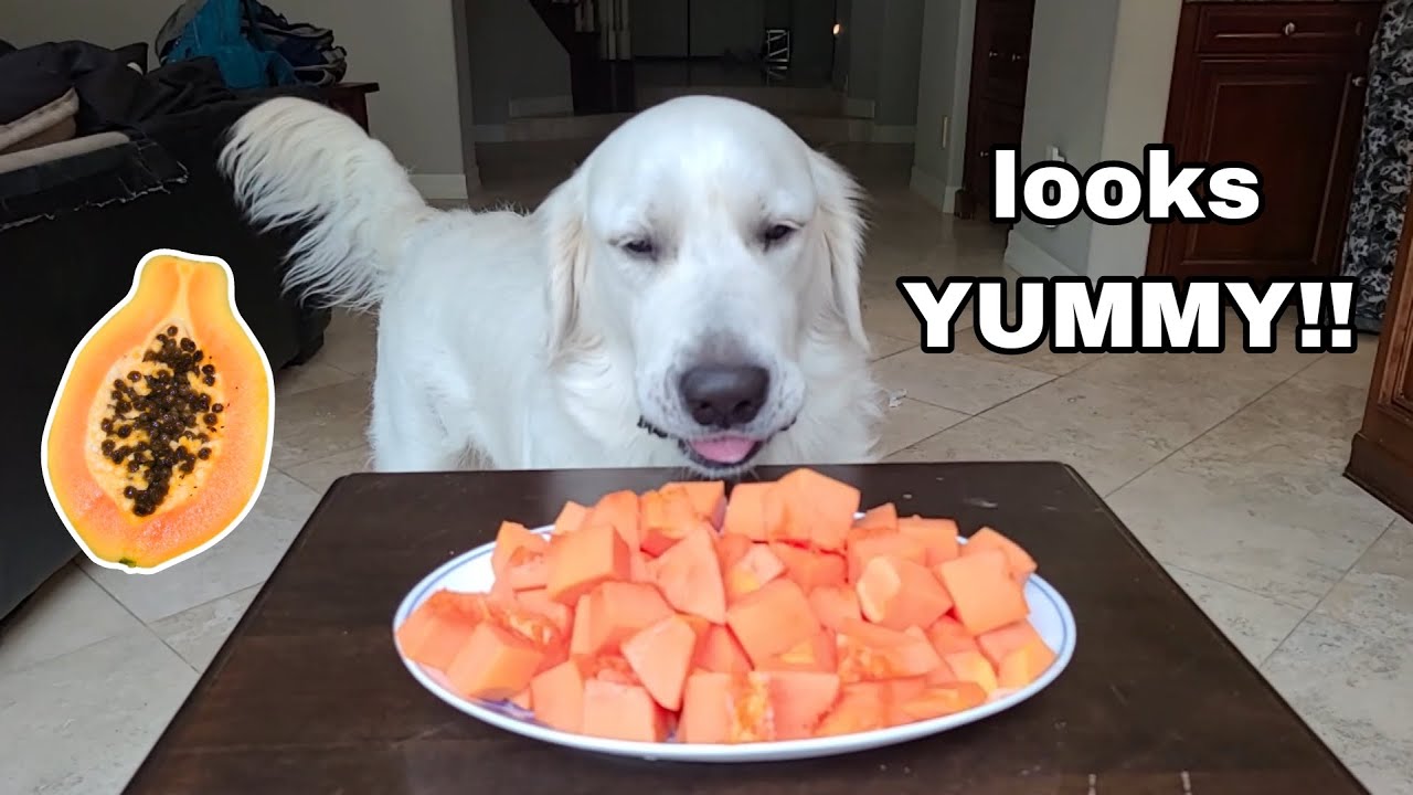 My dog reacts to and eats papaya for the first time! Golden retriever
