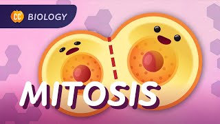 Mitosis And The Cell Cycle Crash Course Biology 