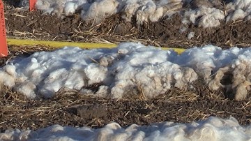 Los Poblanos experimenting with sheep wool mulch