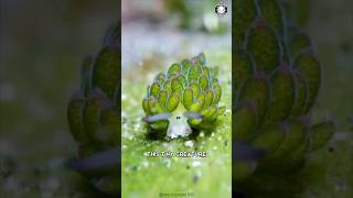 Leaf Sheep ✨ This Ocean CUTIE Is Real!