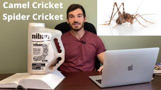 How To Get Rid Of Crickets In The Crawlspace | Basement | Garage by Chris Van 19,659 views 2 years ago 6 minutes, 49 seconds