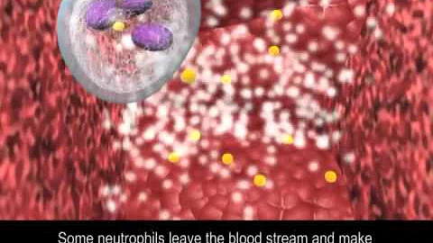 Immune Response to Bacteria