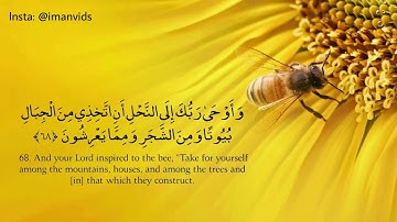 القارئ ماهر المعيقلي وماتيسر له من سورة النحل💛