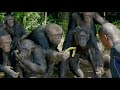 JGI's Tchimpounga Sanctuary Gives Rescued Chimps a Second Chance