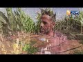 البيض زراعة الذرة تجربة فتية وتوقعات بتحقيق مردود جيد ببريزينة البيض زراعة الذرة تجربة فتية وتوقعات بتحقيق مردود جيد ببريزينة
