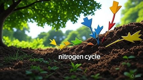 understanding our soil: the nitrogen cycle, fixers and fertilizers