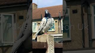 Pakistani Pigeons Uk